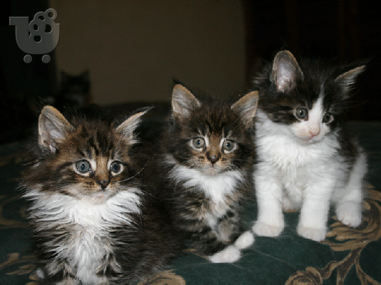 Maine Coon γατάκια προς πώληση